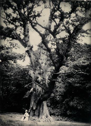 (TREES) Binder containing 31 photographs of very old and big magical trees in the United Kingdom by an unidentified photographer.